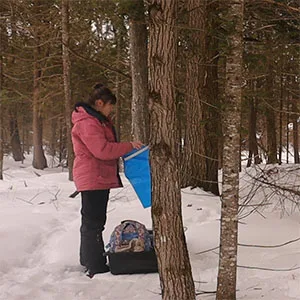 woman tapping maple trees