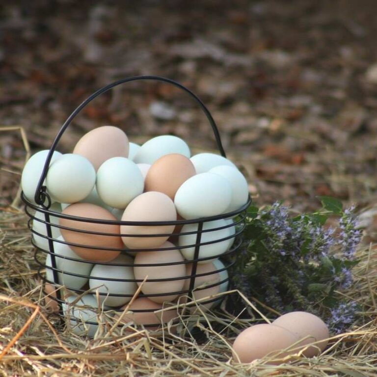 From Coop to Kitchen: The Journey of Farm Fresh Eggs