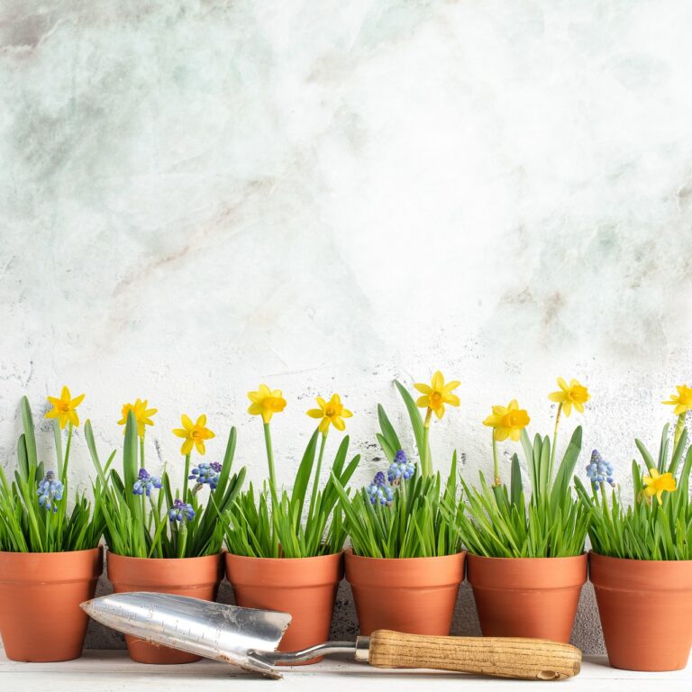 daffodils in pots