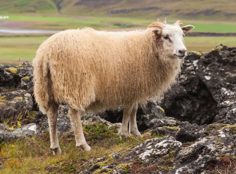Why Small, Cold‑Climate Farms Are Turning to Sheep