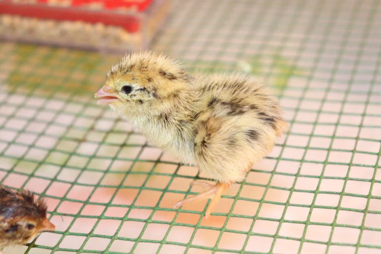 Coturnix Quail: The Perfect Starter Bird for Homesteads and Small Farms